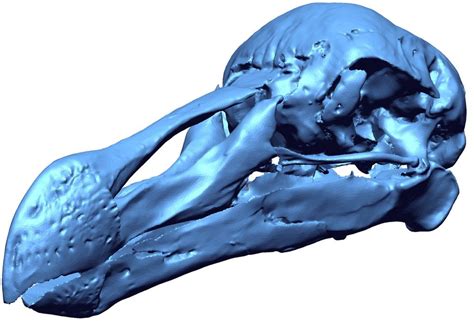 Dodo Bird Skeleton Yields Long-Extinct Secrets in 3D Scan | Live Science