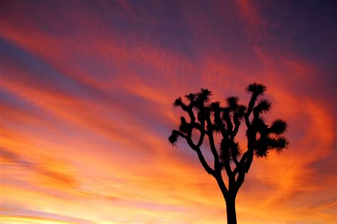 Desert Sunset Free Stock Photo - Public Domain Pictures