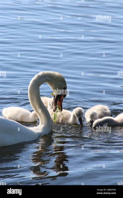 Swan and cygnets Stock Photo - Alamy