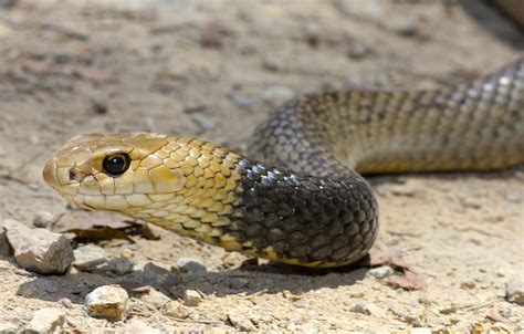 Eastern Brown Snake Wallpapers Backgrounds