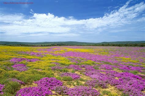 Beautiful Flower Garden's HD Wallpaper | HD Wallpaper | HD Screensaver | HD Background