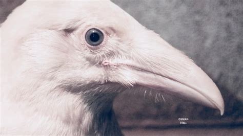 Rare blue-eyed, white raven fights for survival in Vancouver Island wildlife recovery centre ...