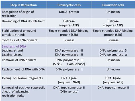 Enzymes and proteins in dna replication