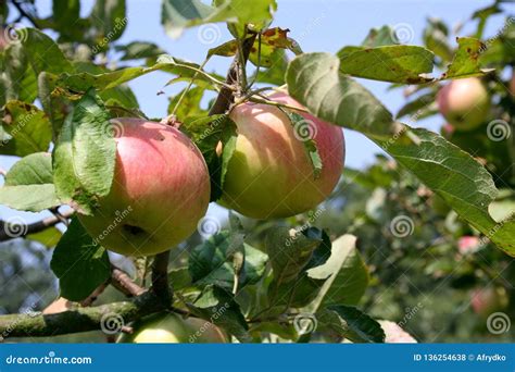 Apples in the Orchard, Varieties for the Summer, Poland Stock Photo ...