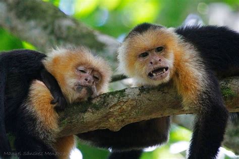 Capuchin Monkey Pet Breeds | Pets Animals US