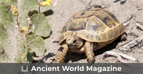 Achilles and the tortoise - Ancient World Magazine