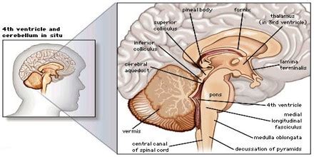 Midbrain - Assignment Point