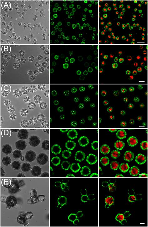 Frontiers | Calcein Staining as a Tool to Investigate Coccolithophore ...