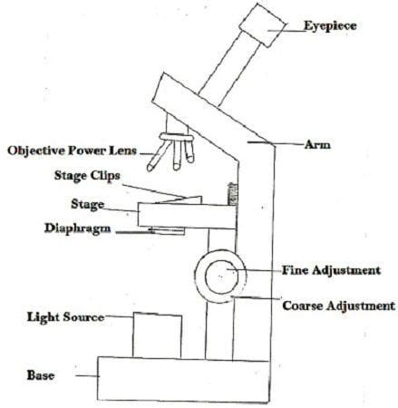 Difference Between Light Microscope and Electron Microscope (with Advantages & Disadvantages ...