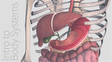 Introduction to the Digestive System - Animated Tutorial | Complete Anatomy - YouTube