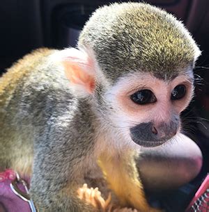 squirrel monkey baby - Primate Care