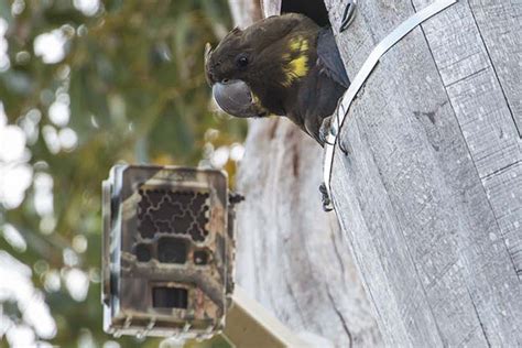 Acoustic monitoring to fill knowledge gaps about cockatoo breeding