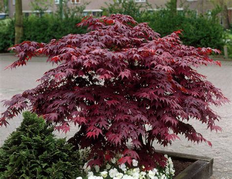 Japanese Maple Bloodgood - Hello Hello Plants & Garden Supplies