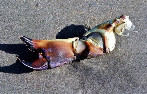 Beach Things - Crab Claw Photograph by Paulette Thomas - Fine Art America