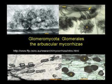 PPT – Glomeromycota: Glomerales PowerPoint presentation | free to view - id: fbf34-ZDc1Z