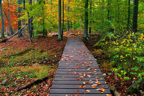 footbridge | Autumn scenery, Nature photography, Nature pictures