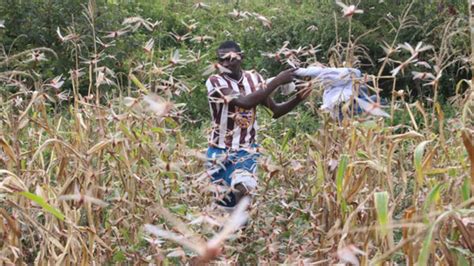 Kenya budgets to fight locusts, floods and virus - The East African