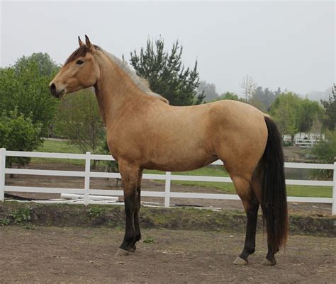 Caballo Luisitano, 5 años, capa Bayo. Especial para concursos.9000 ...