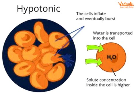 Hypotonic Diagram