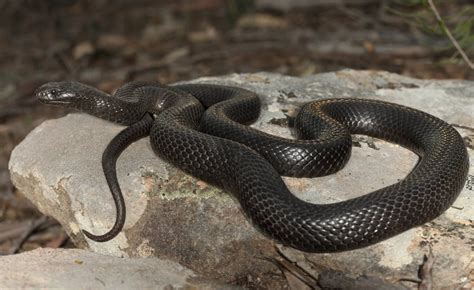 Native Australian Snakes