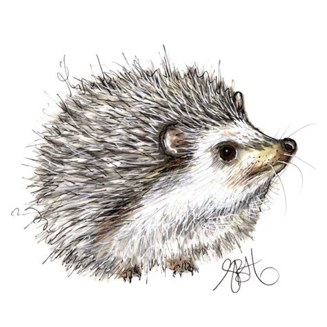 Hedgehog print on canvas | Animal paintings, Hedgehog illustration, Animal drawings