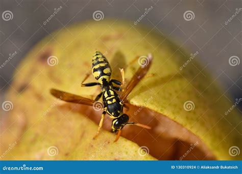 Wasp Eating Honey Royalty-Free Stock Photography | CartoonDealer.com ...