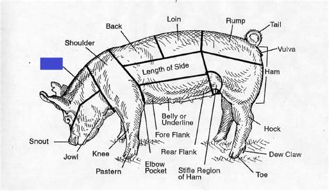 FOOD ANIMAL - ANATOMY & PHYSIOLOGY OF THE PIG Flashcards | Quizlet