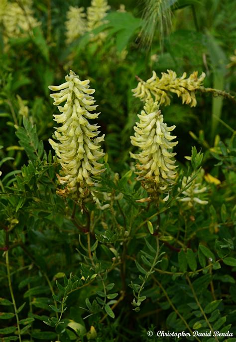 Astragalus canadensis | Illinois Botanizer