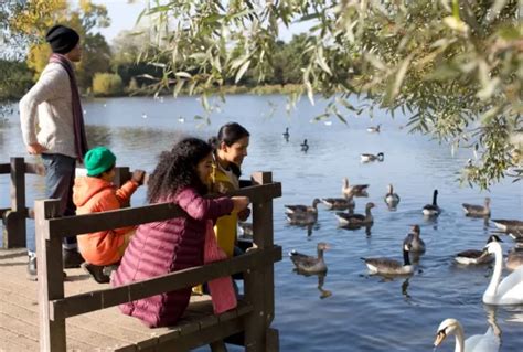 Discover the Forest – Hainault Forest