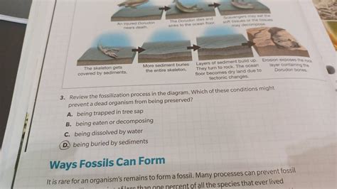 Review the fossilization process in the diagram. Which of these condition..