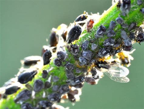 Black Aphids - What Are They and How to Kill Them - With Pictures