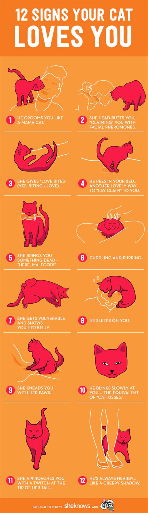 12 surprising (and sometimes creepy) signs your cat doesn't actually hate you Kitten Care, Cat ...
