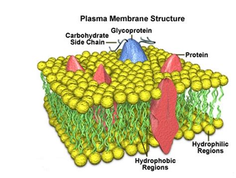 CIENCIAS NATURALES: TEORIA CELULAR