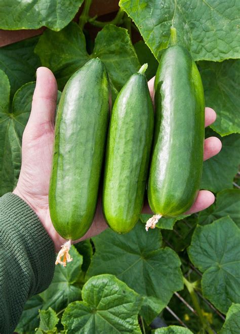 Cucumber Varieties From Kirby to Persian