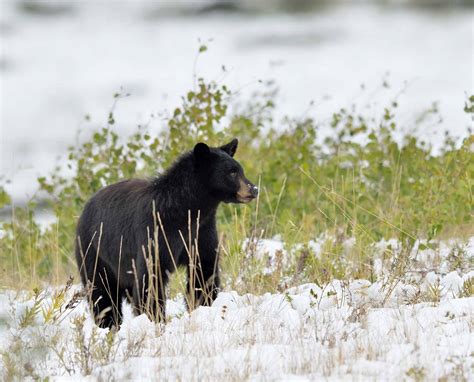 Black Bear | The Canadian Encyclopedia