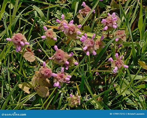 Red Dead-nettle Flowers in the Grass - Lamium Purpureum Stock Image ...