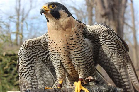 The Peregrine Falcon: The Fastest Animal on Earth