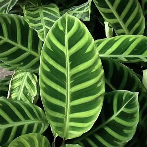 11 Most Popular Calathea Varieties: Complete Guide (Picture & Cost)