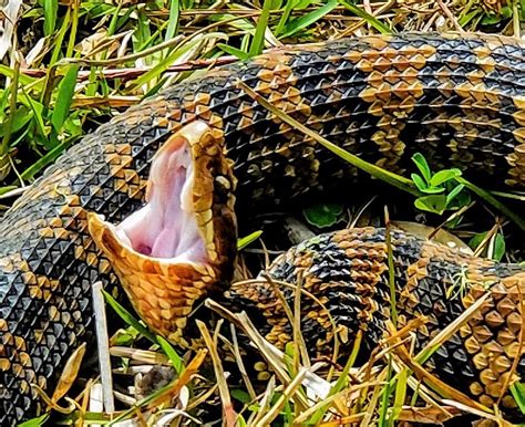 Photographer captures colorful images of venomous cottonmouth snake in rare moment - San Antonio ...