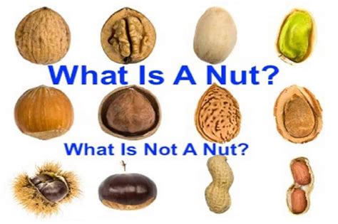 Identify Nuts By Photo