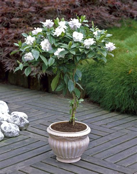 Growing Gardenias in Pots | Gardenia Tree Care and How to Grow it ...