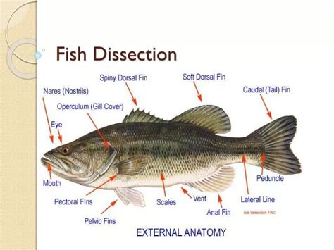 PPT - Fish Dissection PowerPoint Presentation, free download - ID:2212525