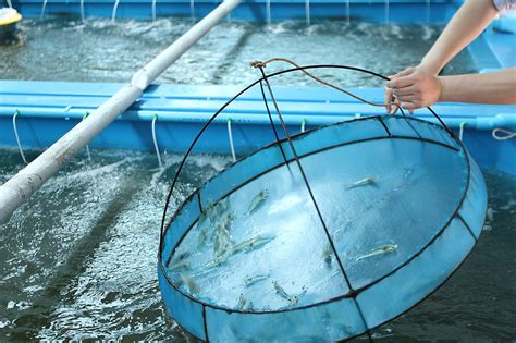 5 Best Practices for Shrimp Farming | by Rubicon Resources | Sustainable Seafood | Medium