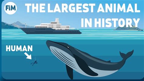 How Large Are Blue Whales Really? Size Comparison - YouTube