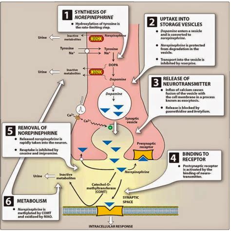 Pharmacological Blog: Epinephrine