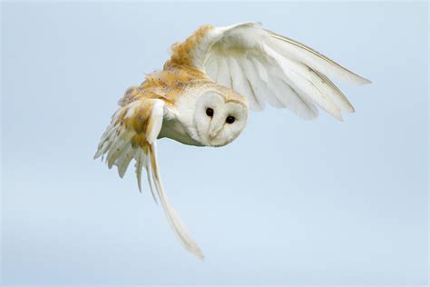 Barn Owl In Flight Photograph by Mark Smith - Fine Art America