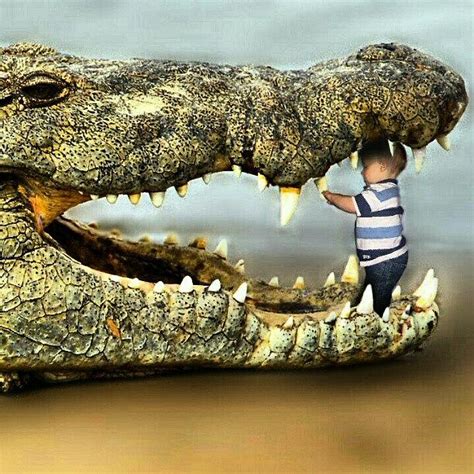 #crocodile #alligator #teeth #baby Photograph by Kevin Zoller | Fine ...