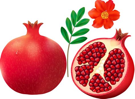 Free Pomegranate Cliparts, Download Free Pomegranate Cliparts png ...