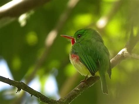 Jamaican Tody | This Jamaican Tody was photographed at Marsh… | Flickr