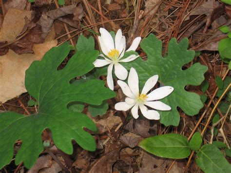 Bloodroot | Flora, Plants, Outdoor